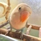 My pet