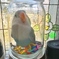 瓶入り白ボタンインコ