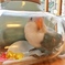 瓶入り白ボタンインコ