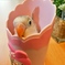 白ボタンインコ