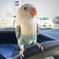 白ボタンインコ
