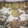 雪とジョウビタキ
