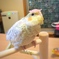 お花のビーズの冠をのせたオカメインコ