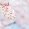 桜咲く