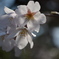 某公園の桜