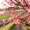春への通学路