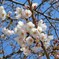 浅草の桜