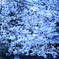 ざわめく桜