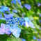 Hydrangea