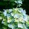 Hydrangea