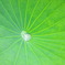 Water lily