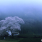 春雨の朝