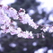 春の風