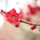 開花