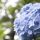 紫陽花