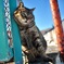野良猫