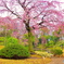 伝法院庭園のしだれ桜