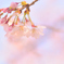 ぶらっと花見（１）