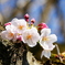 越谷４/４の桜６