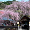 バス停の枝垂桜