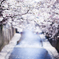 目黒川の桜