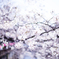 目黒川の桜