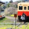 菜の花が咲く頃　～めばえ～