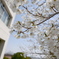 校舎の桜