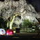 夜桜　２