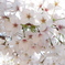 春陽　桜