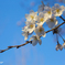 Oegawa Ryokuchi Park 大江川緑地, Sakura 2017