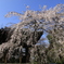 増上寺　4月の桜