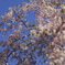 増上寺　4月の桜と月