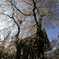 増上寺