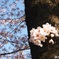  いつかの幹桜