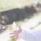 小さな桜と小さな手