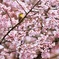 メジロ 桜