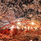 目黒川夜桜2