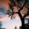 雨の後の夕焼け