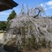 枝垂れ桜　黒木町　光善寺2