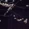 早過ぎた桜