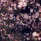 夜桜に埋もれて