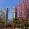 桜とビル