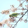 桜-2017-鳥