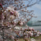 母校裏の桜
