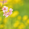 河津桜