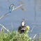 花と鳥　2213　ナノハナの向こうにコガモ　上にカワセミ　