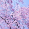 六義園 枝垂れ桜