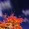 眠る紅若葉