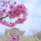 城 桜